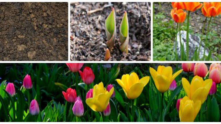 Lessons from Planting Bulbs