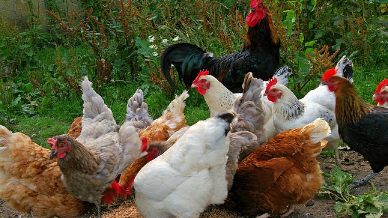 Are You Chicken?