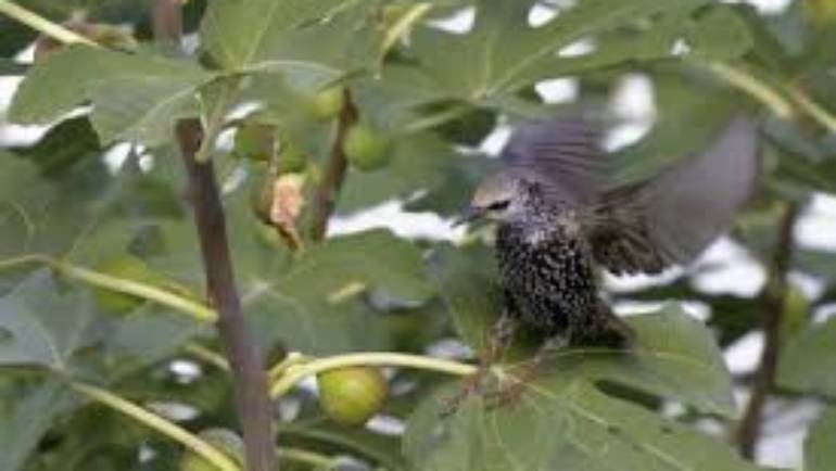 Bird Feeders and Fig Leaves